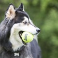 Kong-Air-Dog-Squeakair-Balls-pilka-dla-psa-L-2.jpg