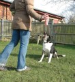 petcorrector-spray-oduczajacy-szczekania-psa.jpg